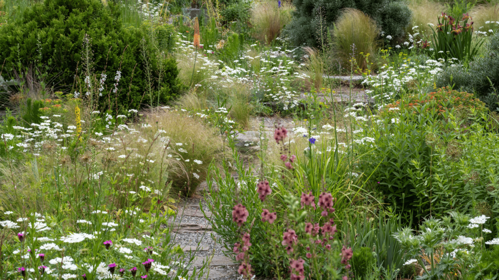 Naturnaher Pfad aus Natursteinplatten, gesäumt von einer üppigen Mischung aus Gräsern, weißen Doldenblütlern und violetten Stauden im Stil der Natural Crafted Landscapes.