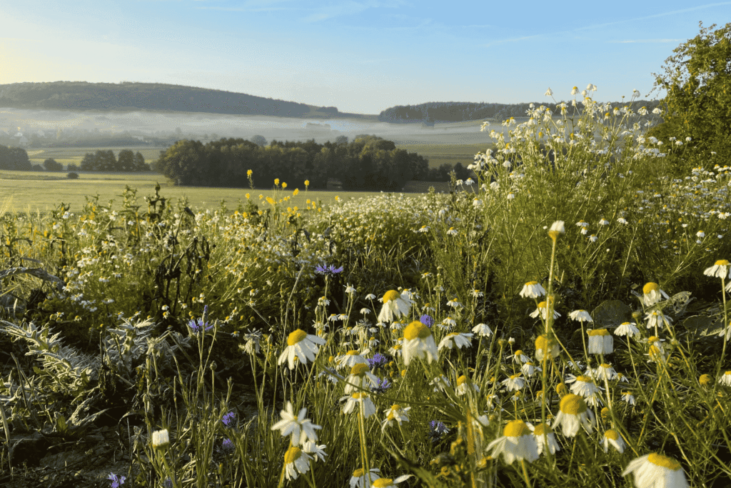 Blühende Sommerwiese mit Kamillen, Kornblumen und gelben Wildblumen in sanfter Hügellandschaft bei Abendlicht.