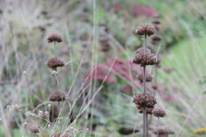 Kugelige Blütenquirle des Brandkrauts (Phlomis) an hohen Stielen