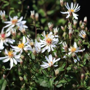 Weiße Waldaster (Aster divaricatus)