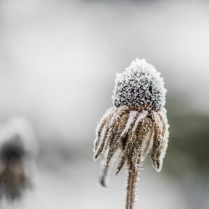 Samenstand des Sonnenhuts (Echinacea) mit Raureif überzogen