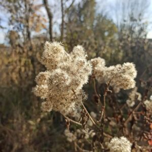 Hellbraune, flauschige Samenstände des Wasserdosts (Eupatorium) im Winter