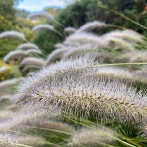 Flauschige Blütenähren des Lampenputzergrases (Pennisetum alopecuroides) im Licht