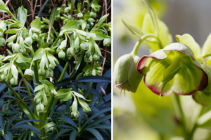 Palmblatt-Nieswurz (Helleborus foetidus)
