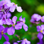 Blüte der Mondviole botanisch Hesperis matronalis
