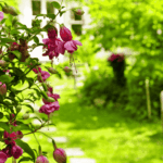 Garten mit Weg zum Haus und Stuhl