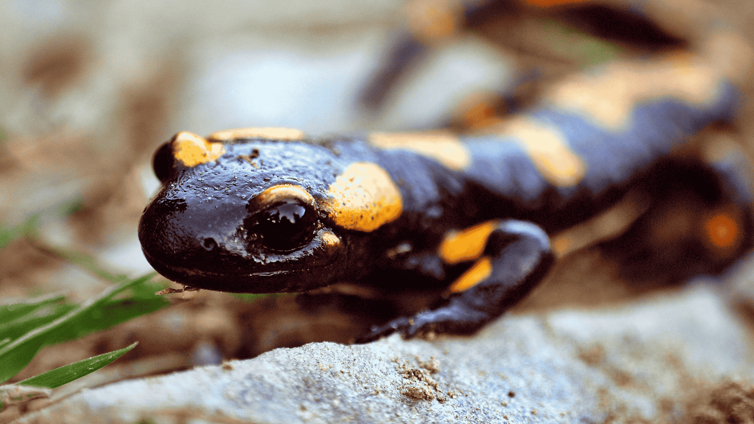 Mehr über den Artikel erfahren Tiere im Garten: Warum Reh, Salamander & Co. das bessere Gartenprogramm sind