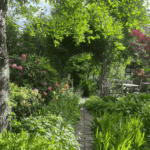 Dicht bepflanzter Staudengarten in der Marburger Oberstadt unter alten Bäumen