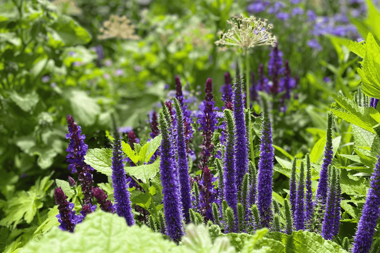 Mehr über den Artikel erfahren Staudenbeet planen: Standort, Pflanzung, Pflege