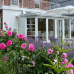 Hausfront mit pinken blühenden Rosen und blauer Katzenminze im Cottage Garden Stil
