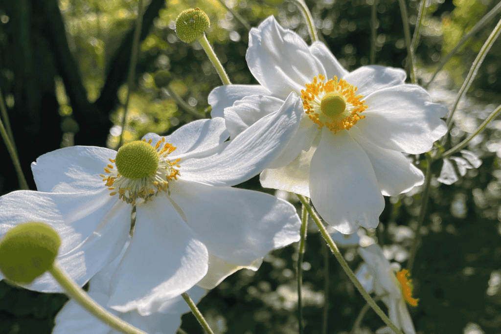 Herbstanemone mit weißen Blüten im spätsommerlichen Gartenlicht