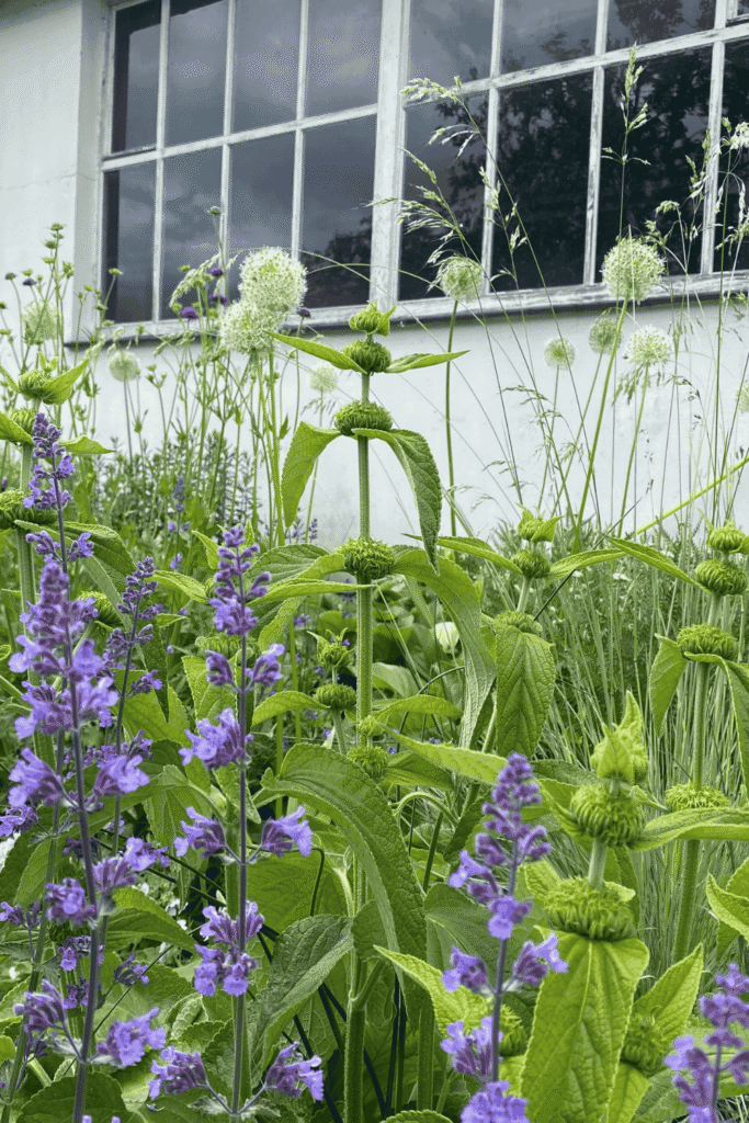 Staudenbeet mit filigranen Gräsern, violettblauen Blüten und großen, kräftigen Blättern – harmonisches Zusammenspiel von Struktur und Farbe.