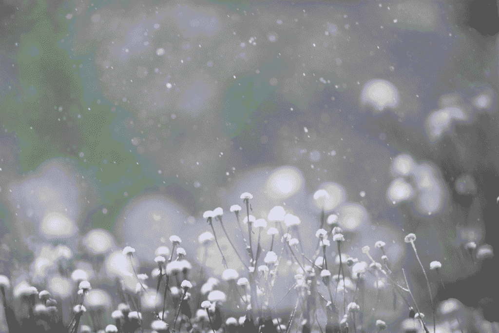 Nahaufnahme von vertrockneten Samenständen im Garten, auf die sanft Schneeflocken fallen.