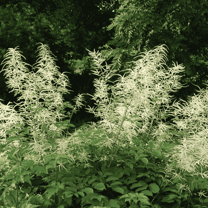 Waldgeißbart botanisch Aruncus dioicus