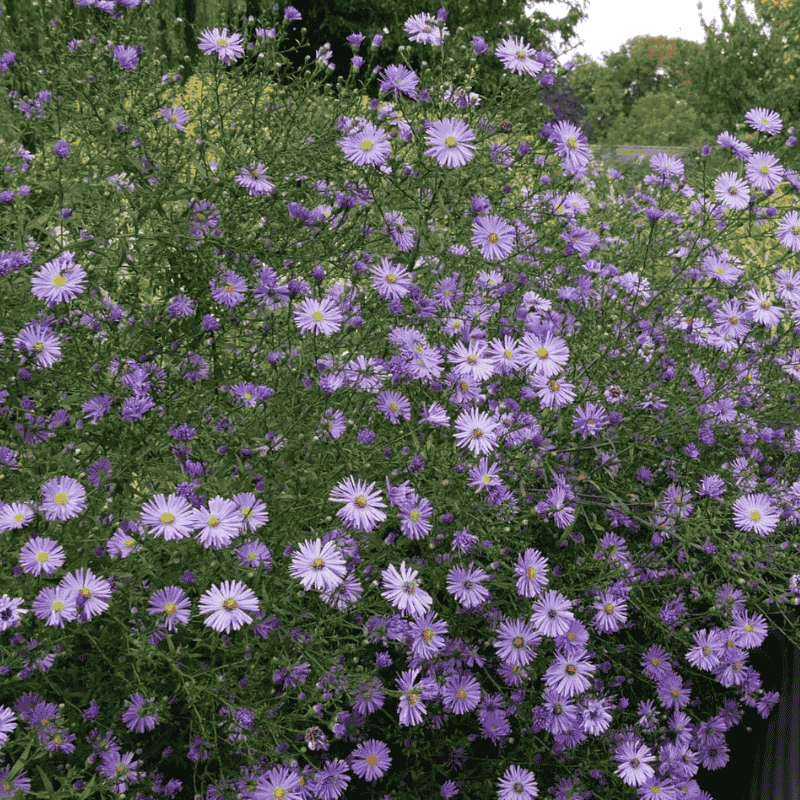 Herbstaster botanisch Aster cordifolius 'Little Carlow'