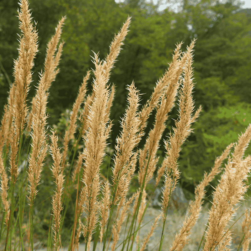 Reitgras botanisch Calamagrostis x acutiflora 'Karl Foerster' 