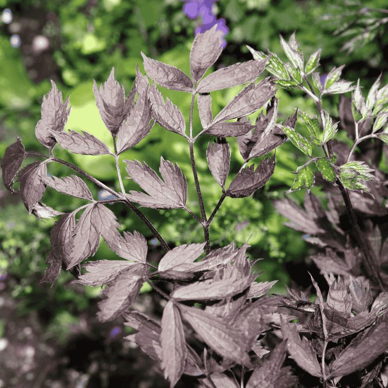 Silberkerze botanisch Cimicifuga simplex 'Atropurpurea'