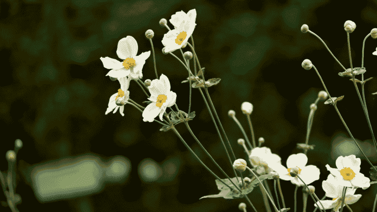 Weiße Blüten der Herbstanemone Honorine Jobert vor dunklem Hintergrund