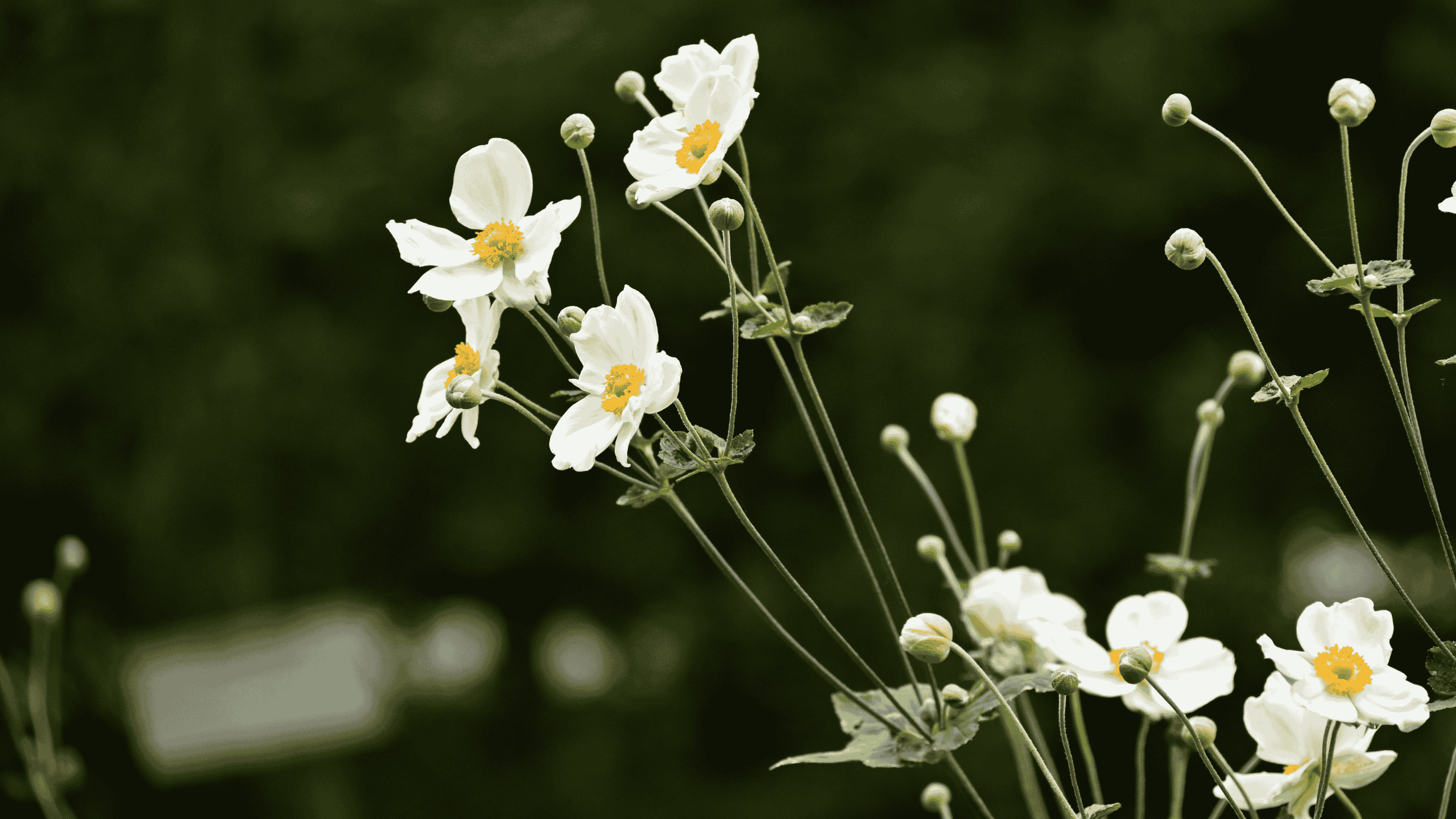 Mehr über den Artikel erfahren Herbstanemone Honorine Jobert: Königin im Spätsommer
