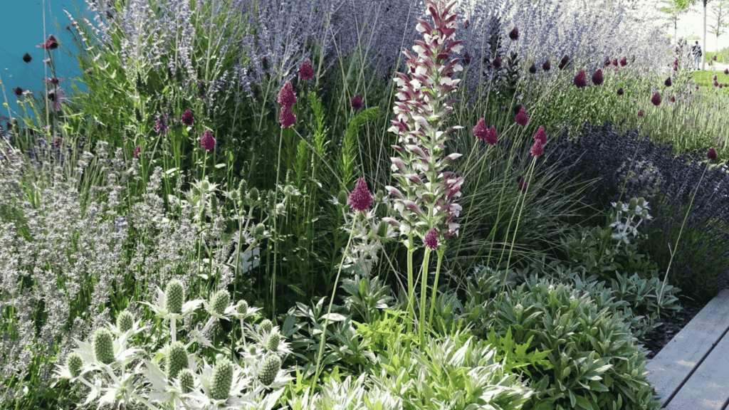 Kombination aus weißem Ehrenpreis, lila Kugellauch und silbrigem Laub in einer klimafitten Staudenbepflanzung.
