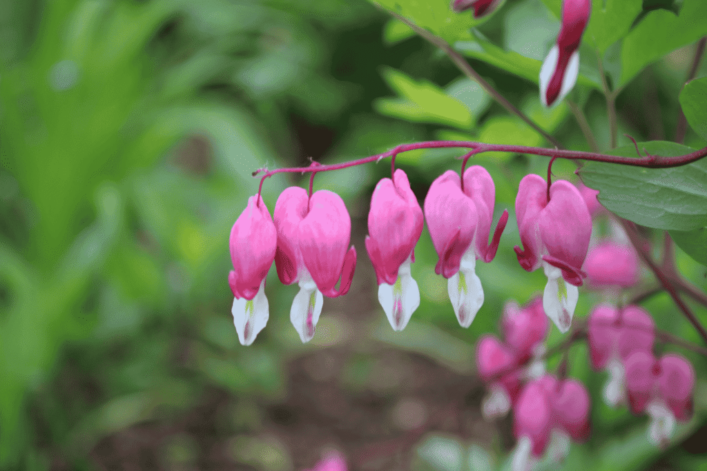 Nahaufnahme: rosa-weiße, herzförmige Blüten des Tränenden Herzens (Lamprocapnos spectabilis) an gebogenem Stiel, unscharfer grüner Hintergrund
