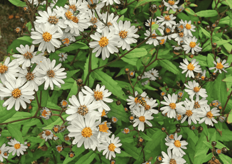 Nahaufnahme der Kalimeris incisa 'Madiva' mit ihren charakteristischen weißlich-violetten Blüten, einer gelben Mitte und sattgrünem Laub.