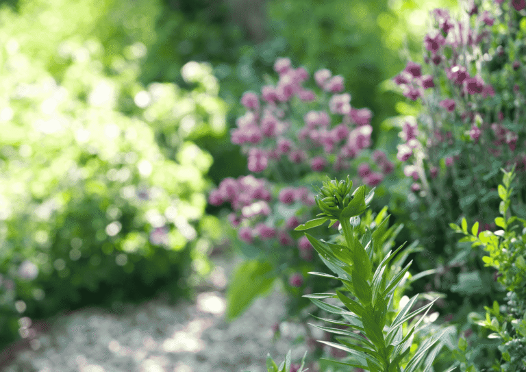 Üppig blühende Stauden in einem naturnahen GartenReich von Flower Power – ökologische Gartengestaltung, die Persönlichkeit zeigt.