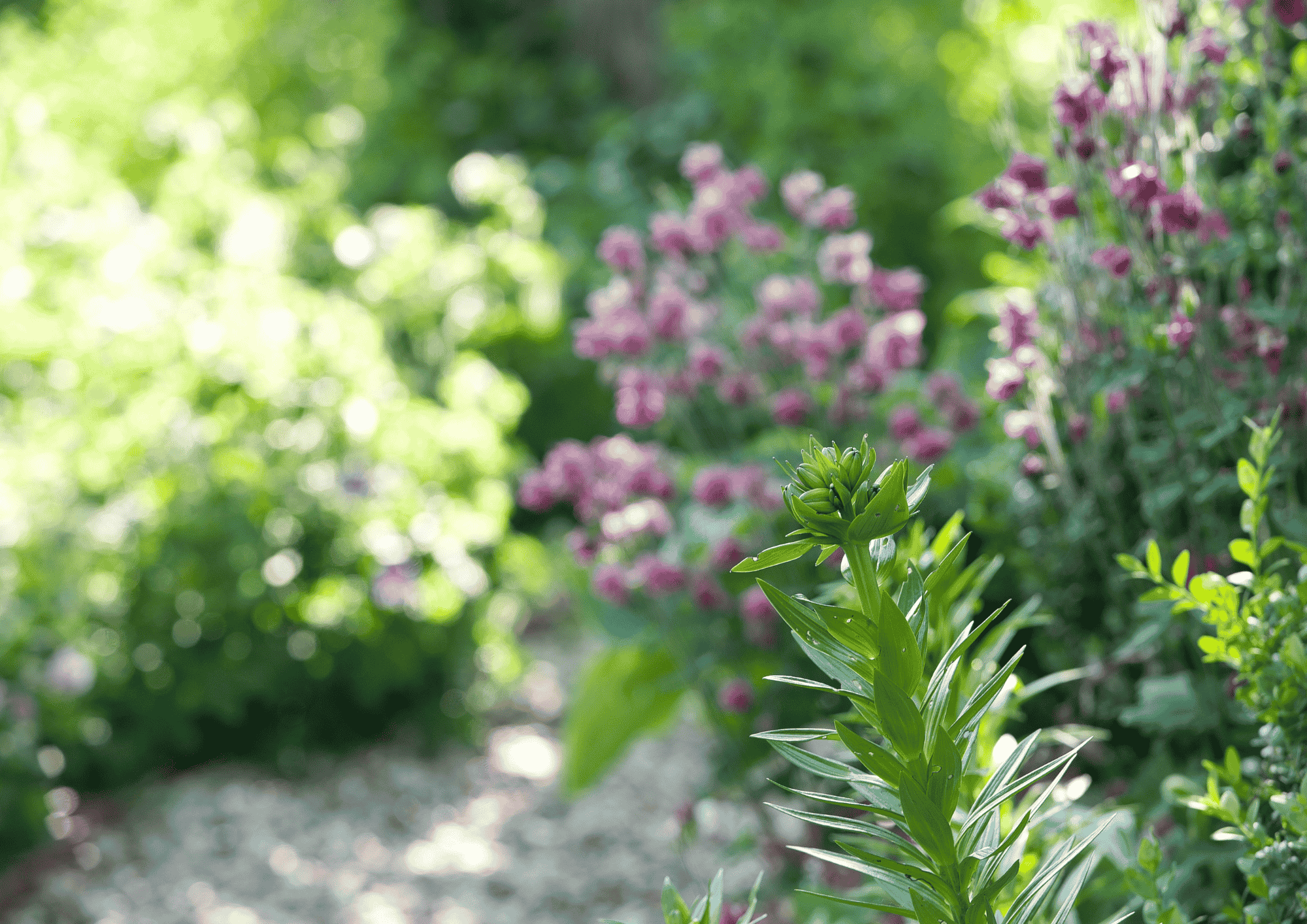 Mehr über den Artikel erfahren Garten-Intuition: Warum dein Bauchgefühl der beste Gärtner ist