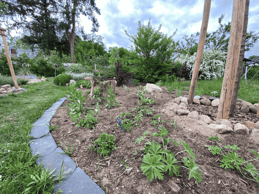 Neu angelegtes Staudenbeet mit jungen Stauden und Schiefersteinweg