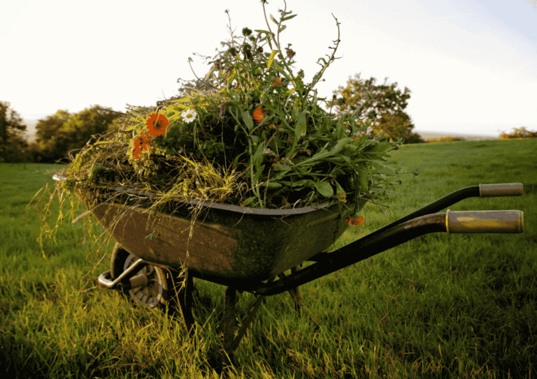 Schubkarre mit Gartenpflanzen auf einer Wiese als Titelbild für ein Garten-Glossar