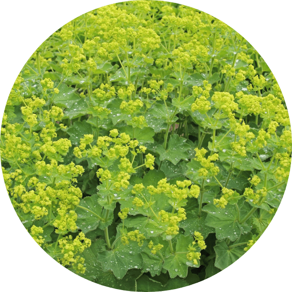 Frauenmantel
(Alchemilla epipsila)