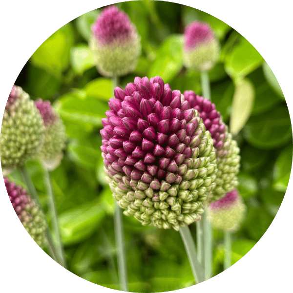Kugellauch (Allium sphaerocephalon)