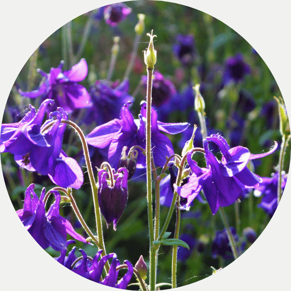 Akelei
(Aquilegia vulgaris)