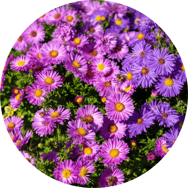 Kissen-Aster
(Aster dumosus)