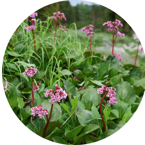 Bergenie
(Bergenia cordifolia)