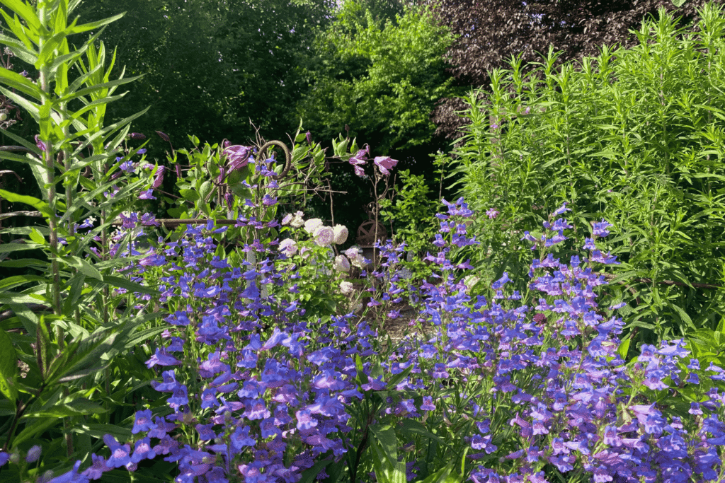 Bartfaden (Penstemon) mit blauvioletten Blüten im Staudenbeet – kühl wirkende Farben im sommerlichen Garten