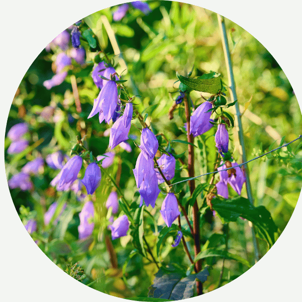 Glockenblume (Campanula trachelium)