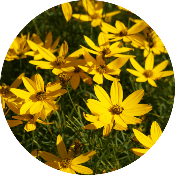 Mädchenauge ‘Zagreb’ (Coreopsis verticillata)