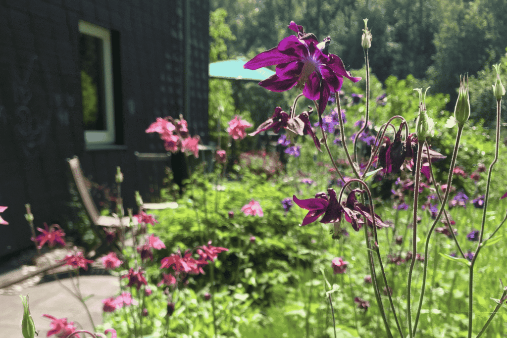 Teilansicht des Hauses im Bienenweg in Marburg mit violettfarbigen Akeleien im Vordergrund