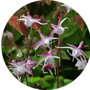 Elfenblume (Epimedium in Sorten)