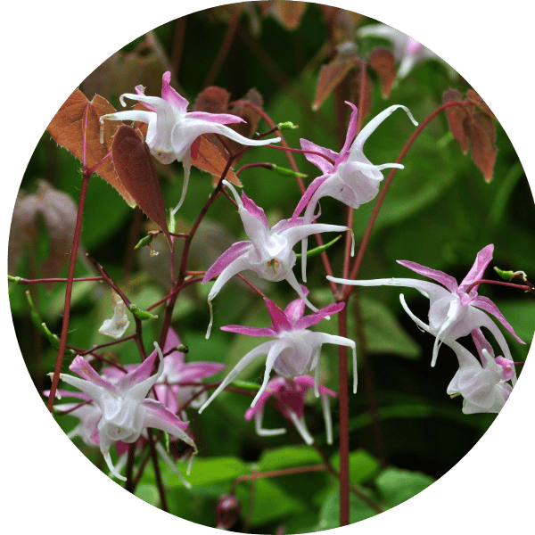 Elfenblume (Epimedium pubigerum)