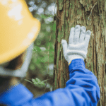 Frau im Gartenbau mit Schutzhelm und Handschuh an einem Baumstamm auf der Baustelle