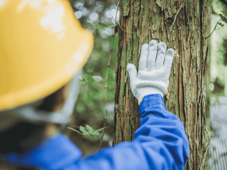 Frau im Gartenbau mit Schutzhelm und Handschuh an einem Baumstamm auf der Baustelle