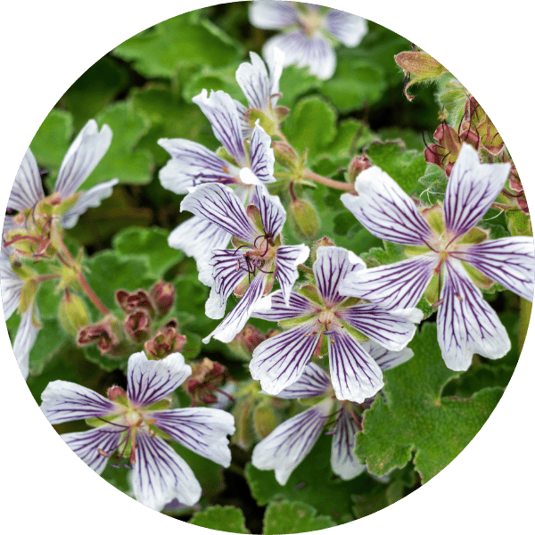 Storchschnabel (Geranium renardii)
