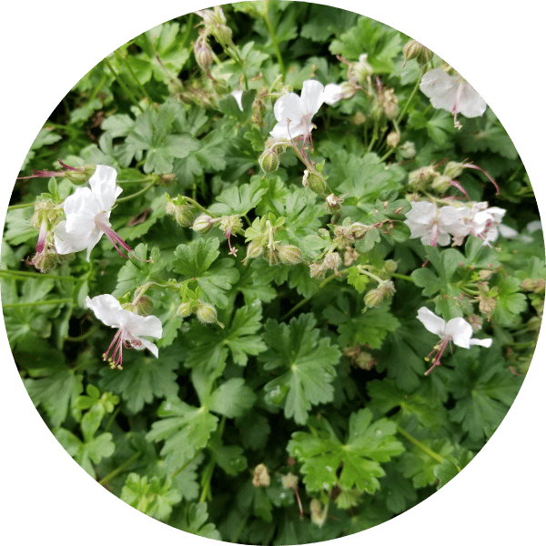 Storchschnabel (Geranium x cantabrigiense)
