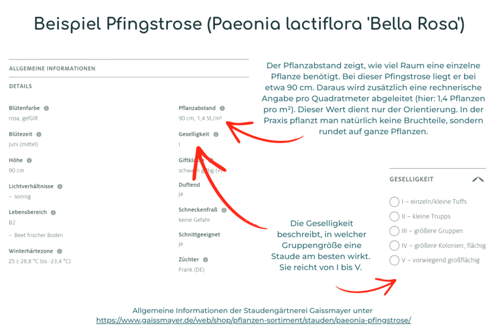 Chart Geselligkeit und Pflanzabstand von Stauden anhand der Pfingstrose 'Bella Rosa'