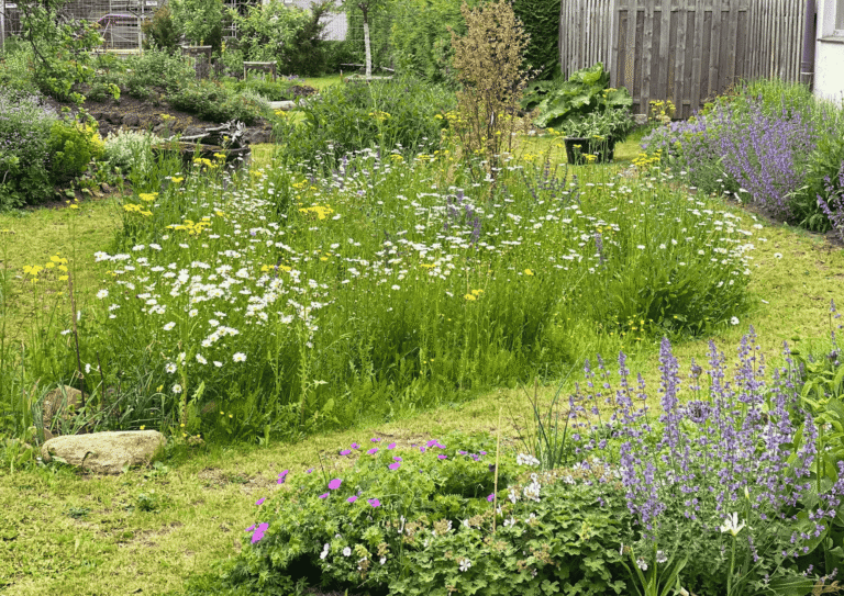 Blühende Wiese mit Wildblumen. Ein Refugium für Insekten.