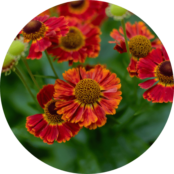 Sonnenbraut ‘Rubinzwerg’ (Helenium x cultorum)