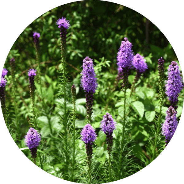 Prachtscharte
(Liatris spicata)