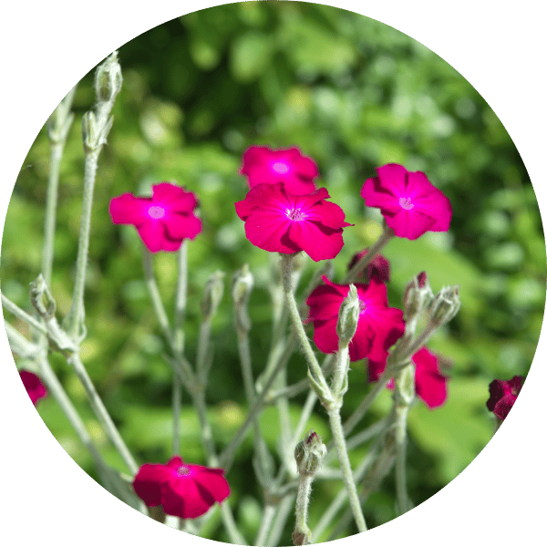 Lichtnelke
(Lychnis coronaria)